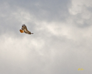 Red Tailed Hawk and Clouds